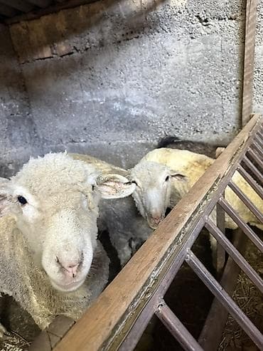 овцы романовские: Продаю | Овца (самка) | Для разведения | Племенные — 4
