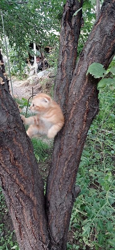 Үй жаныбарлары: Скотиш Фолд (Шотландиялык шалпаң кулак), 2 айлык, Эркек, Кызгыл сары — 4