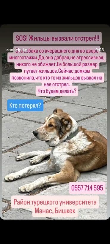 лабрадор собака: Собака даром: 2 месяца, Самка — 5