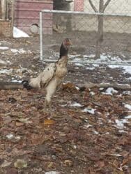 оборудование для кур: Продаю | Куры — 3