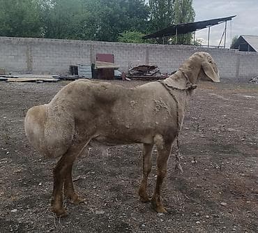 бараний жир: Продаю | Овца (самка) | Для разведения | Племенные — 1