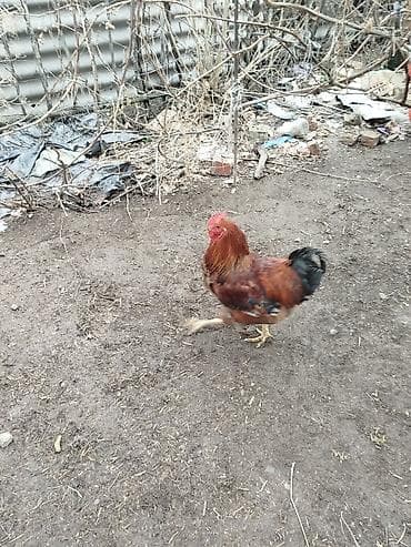 купить индюков: Продаю | Петух | Для разведения — 1