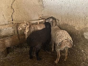 стерилизация собак: Продаю | Баран (самец) | Полукровка | На забой, Для разведения | Осеменитель — 7