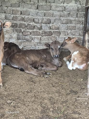 кормы для рыбы: Продаю | Музоо, торпок | Для разведения | Искусственник — 1