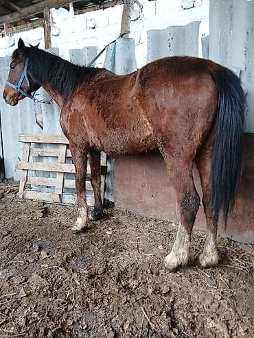 Коровы, быки: Продаю | Кобыла (самка) — 3