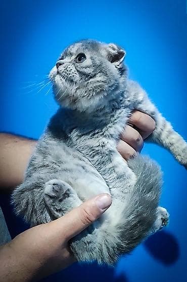 кошка домашный: Шотландский вислоухий котёнок-мальчик 3 месяца (Scottish Fold), окрас — 4