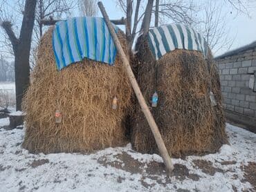 Таза беде чоп огородттон былтыркы быйылкы чоп ар бири 10000мин сом — 1