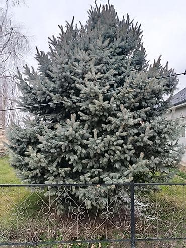 сколько стоит ёлка в бишкеке: Самовывоз — 2