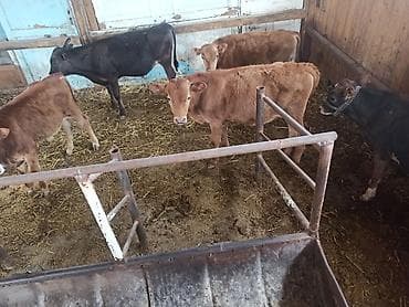 Продаю | Бык (самец) | Симментальская, Абердин-ангус at lalafo.kg Продаю | Бык (самец) | Симментальская, Абердин-ангус