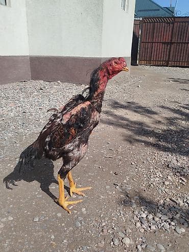 дакан цыпленок: Продаю | Петух — 9