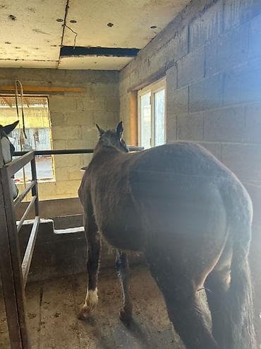 ат бычмал: Продаю | Жеребец | Рабочий — 8