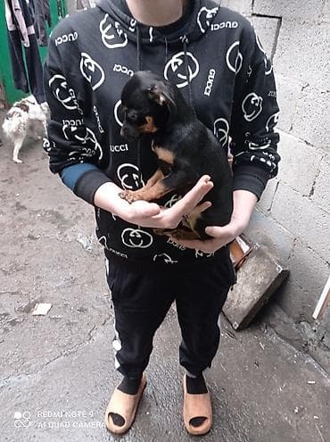 Птицы: 2 месяца, Самец, С прививкой — 1