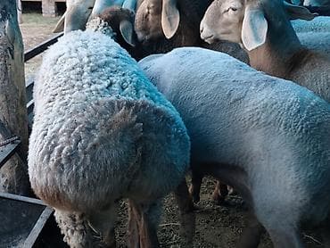 кошка сфинкс с шерстью: Продаю | Баран (самец) | На забой — 5