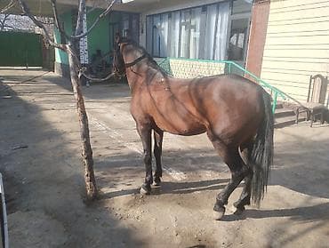 ош животные: Продаю | Жеребец | Для разведения, Конный спорт — 2