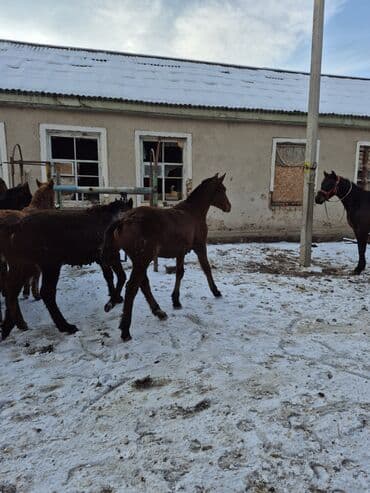 анти брик: Продаю | Жеребенок | Для разведения | Племенные — 9