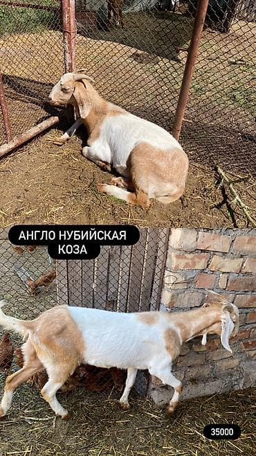 Животные: Продаю | Коза (самка) | Для молока | Для разведения — 1