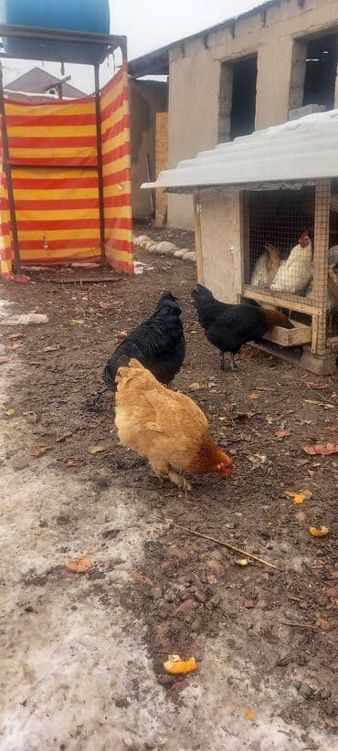 уулар: Ассаламу аллекум семиз индаутко жатылат тооктор уйдуку короздор — 7