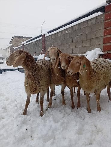 сокулук тоок: Сатам | Ургаачы кой (ургаачы) | Көбөйтүү үчүн — 3