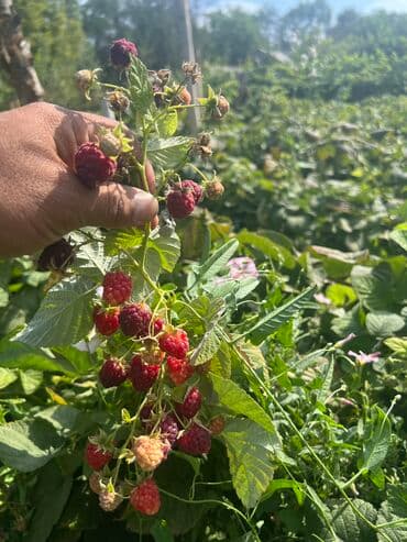 ташкентский плов бишкек доставка: Малина В розницу, Бесплатная доставка — 3