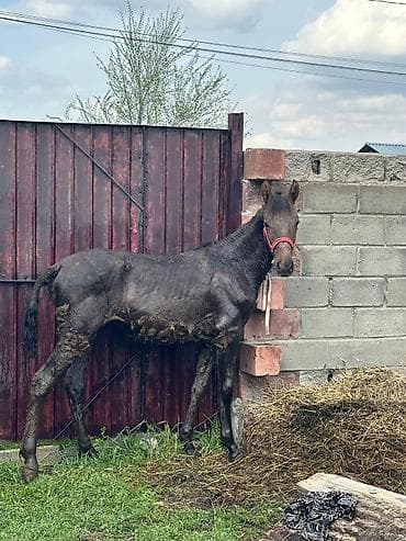 собаки алабай: Продаю | Жеребенок | Рабочий — 1