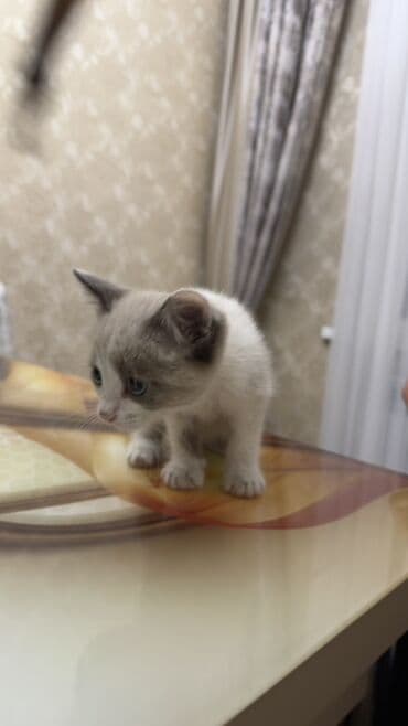 шотландские шиншилла котята купить: Отдаем в хорошие руки котёнка с необычной окраской поинт (серо-белый — 3