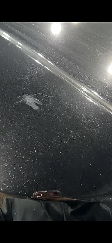 бампер акорт: Полировка авто и удаление царапин — студия miwka.detailing Полировка — 5