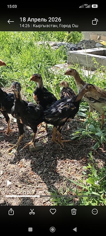 кой сатып алам бишкек: Сатам | Балапандар | Үй | Көбөйтүү үчүн — 1