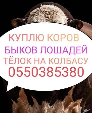 Колбаса цехи : Уйлар, букалар, Жылкылар, аттар, | Күнү-түнү, Бардык шартта, Союлган