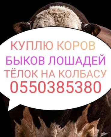 купить измельчитель травы и сена: Куплю | Коровы, быки, Лошади, кони | Круглосуточно, Любое состояние, Забитый — 1