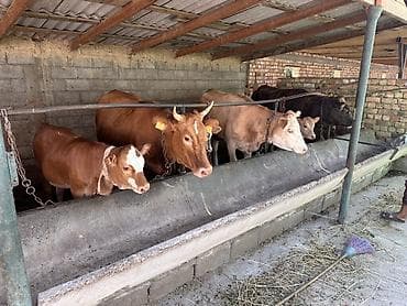 бек абад: Продаю | Корова (самка), Музоо, торпок | Симментальская | На откорм | Привязанные — 3