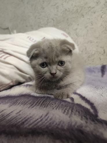 отдам даром котят: Котята, домашнее выращивание. Шотландцы котята есть фолды есть — 2