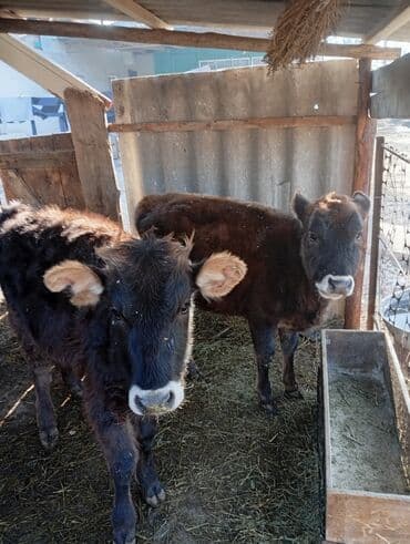 купить собаку для охоты: Продаю | Бык (самец) | На откорм — 3