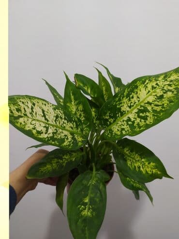 растения аквариумные купить: Строманта, диффенбахия, аглаонема, филодендроны, и т.д — 4