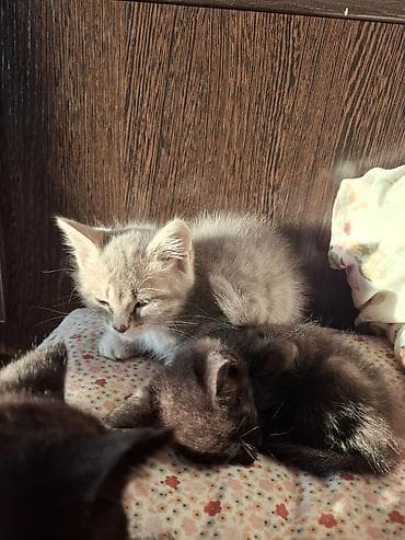 Котята. Маленькие домашние котята разных окрасов: на фото видны