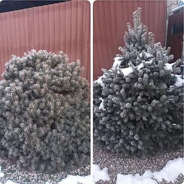 ёлки туя: Ель голубая (Picea pungens), декоративные формы. - Компактная густая — 1