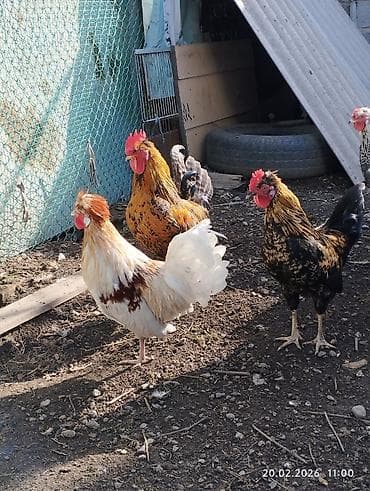 сибирская кошка: Продаю петушков 5 месяцев, не крупные — 6