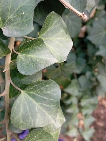 Садовая мебель: Декор для дома и сада — 3