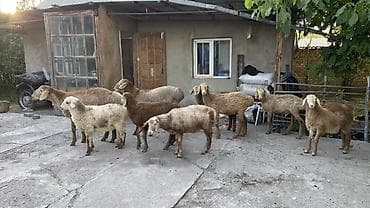 куры несушки оптом: Продаю | Ягненок — 3