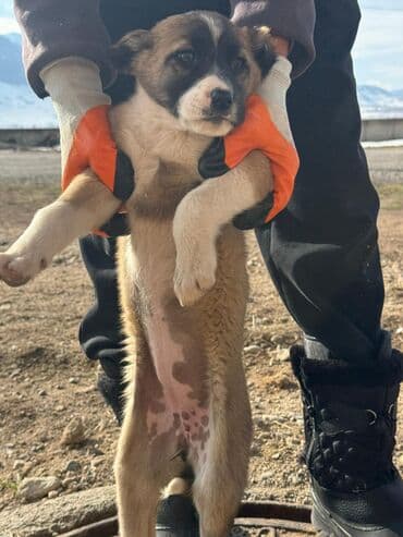 акустические системы ugreen колонка в виде собак: Кучуктор сатылат Кыргыз доботтун кучуктору сатылат Ысс-Кол областы — 8
