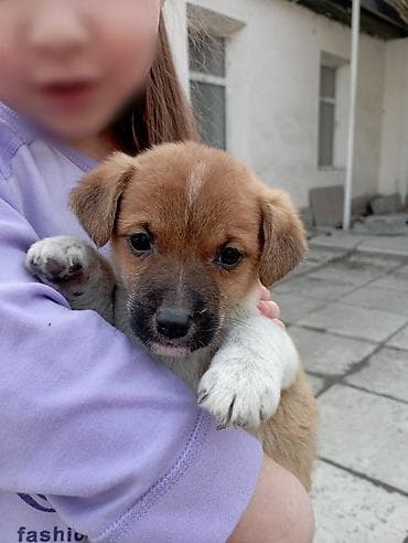 Зоотовары: Щенки низкорослой дворняжки, возраст 2 месяца, бесплатно . пишите на — 5