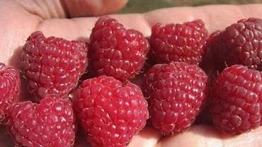 букеты бишкек: Малина Дүң, Акылуу жеткирүү — 2