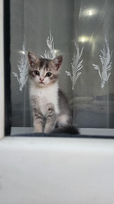белые котенки: Котёнок домашний, окрас серо-белый с дымчатыми отметинами. Крупные — 2