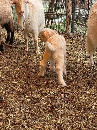 кара балта животные: Продаю | Козлёнок | Полукровка | На забой | Племенные — 8