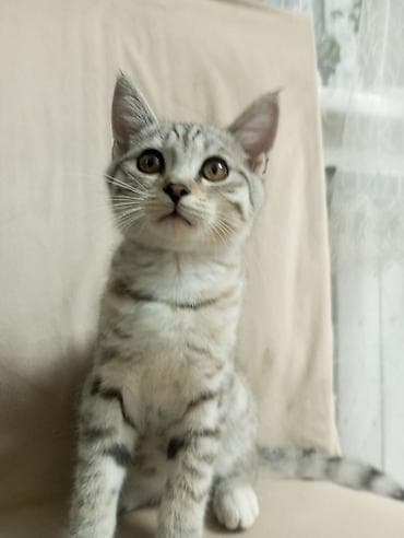 кона: 3 месяца, Мальчик, Приучена к лотку — 2
