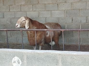 Услуги ветеринара: Продаю | Баран (самец) | Для разведения | Племенные — 1