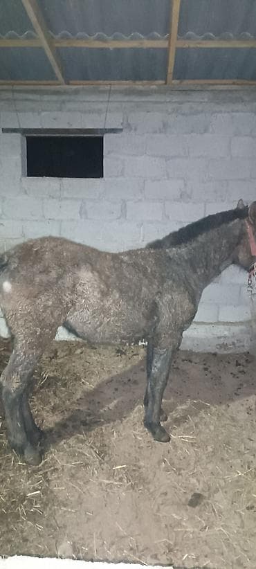 Услуги ветеринара: Продаю | Жеребенок | Рабочий — 2