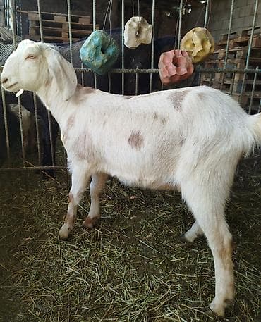 Продаю | Козлёнок | Нубийская | Для разведения | Осеменитель