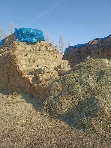 мака сото: Түк чоп сатылат, баасы келишимдуу
Продаются тюки, цена договорная — 2