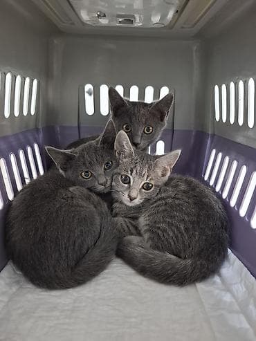 Продажа кошек: Кошка даром: Британская короткошёрстная, Мальчик — 1