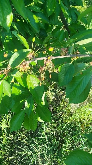 село романовка: 6 соток, Красная книга — 3